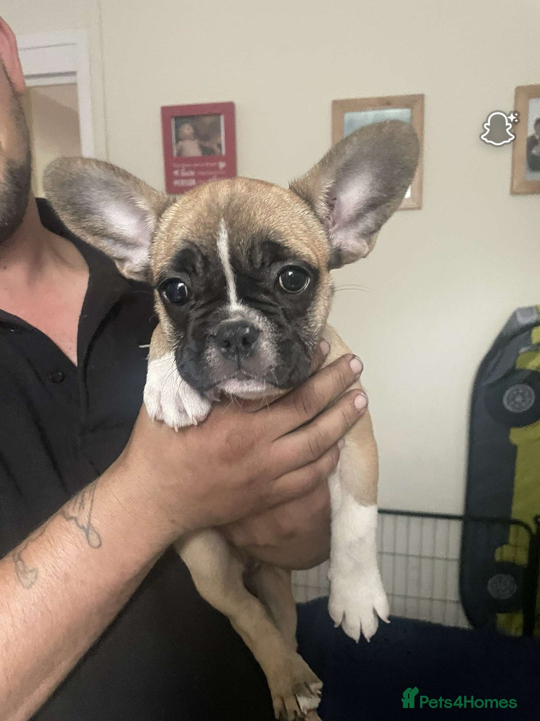 French Bulldog dogs for sale: French bulldog - Image 30