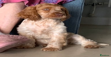 Cocker Spaniel dogs - Advert 1