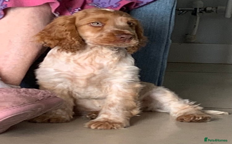 Cocker Spaniel dogs - Advert 3
