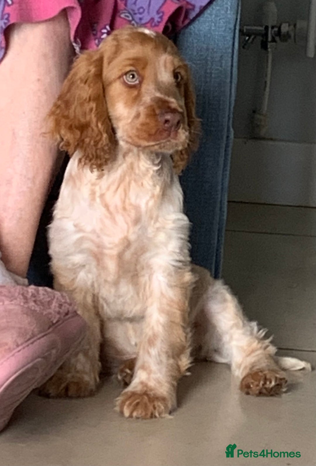 Cocker Spaniel dogs for sale: 100% Kc Show Cockers (Health Tested Clear) - Image 3