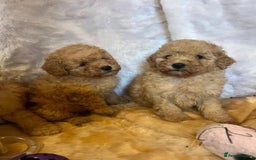 Cavapoo dogs for sale: Cavapoo mixed litter  - Image 3