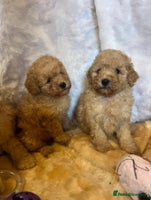 Cavapoo dogs - Advert 8