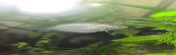 Live Bearers fish for sale: Tropical community fish - Advert 3