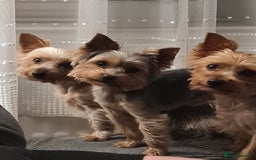 Yorkshire Terrier dogs for sale: Stunning yorkshire terriers for sale - Image 25