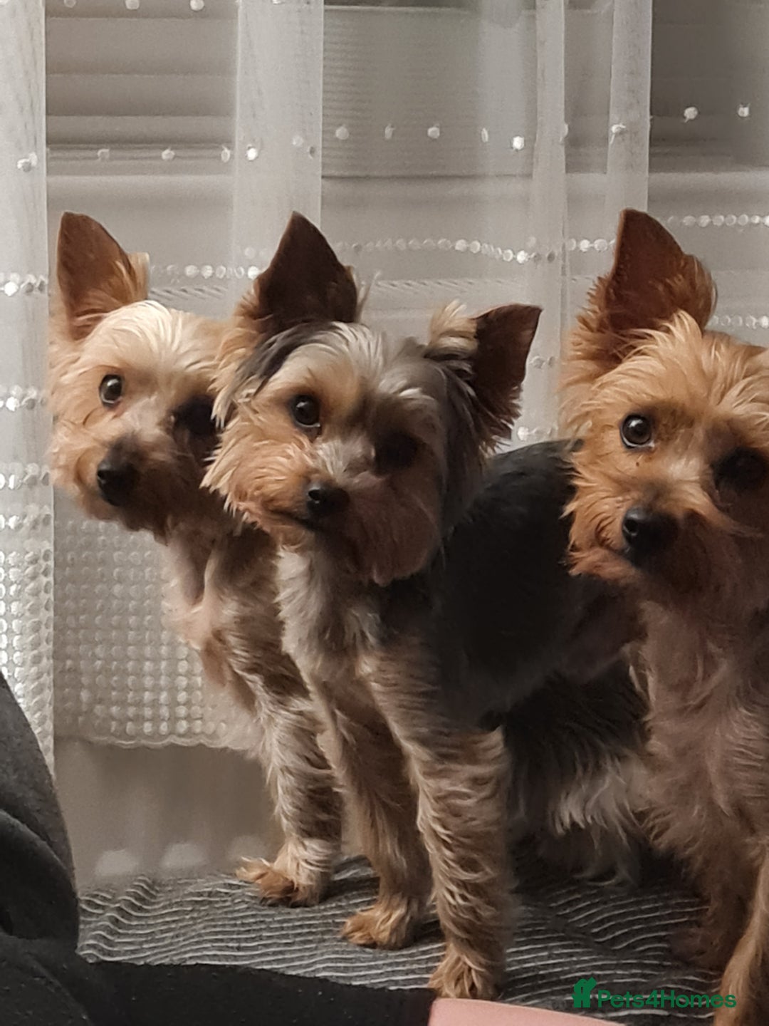 Yorkshire Terrier dogs for sale: Stunning yorkshire terriers for sale - Image 25