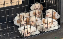 Cocker Spaniel dogs for sale: Cocker Spaniel Puppies (10 weeks - Ready to go) - Image 21