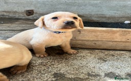 Labrador Retriever dogs for sale: Fox red Labrador puppies  - Image 9