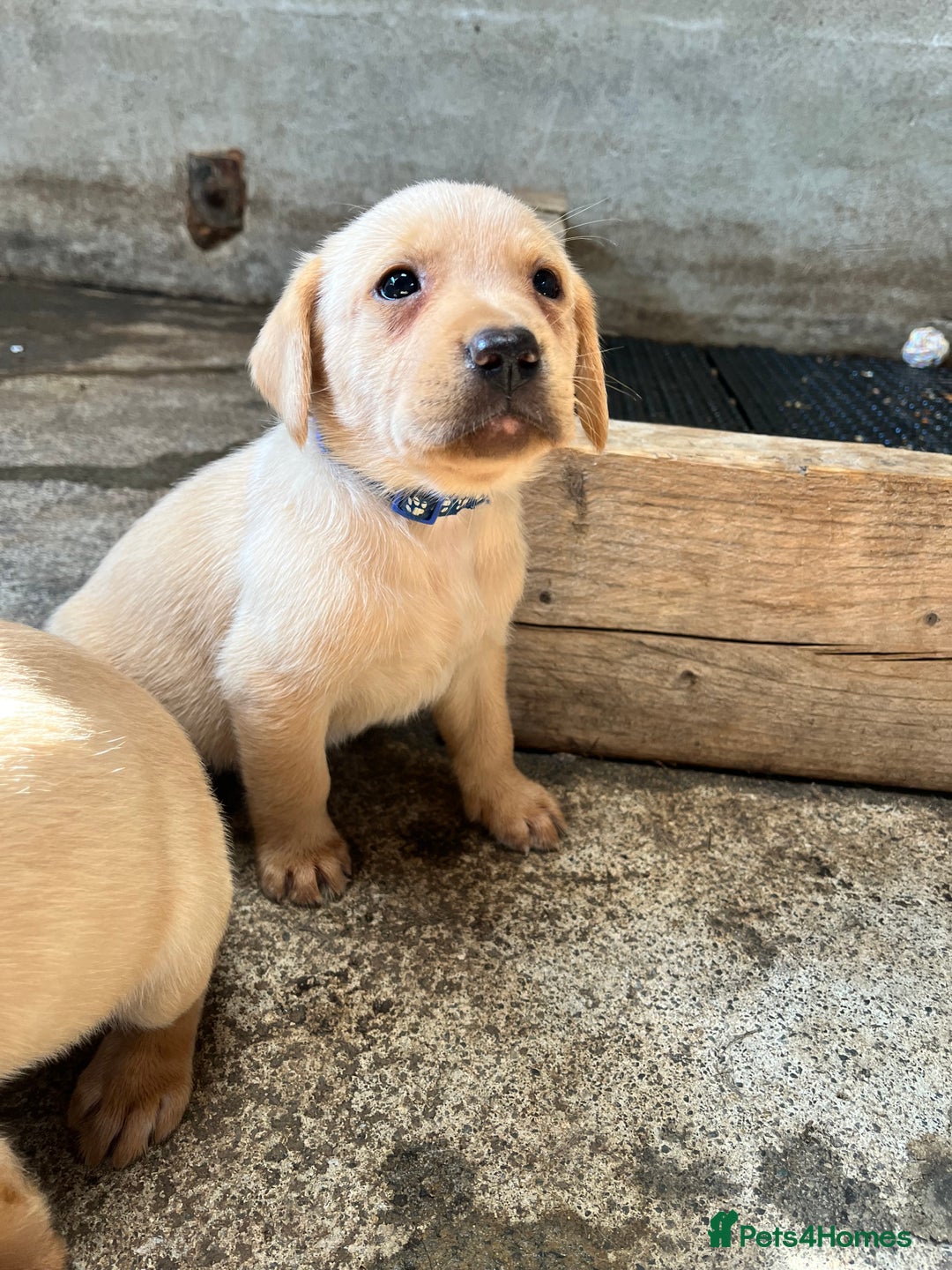 Labrador Retriever dogs for sale: Fox red Labrador puppies  - Image 9