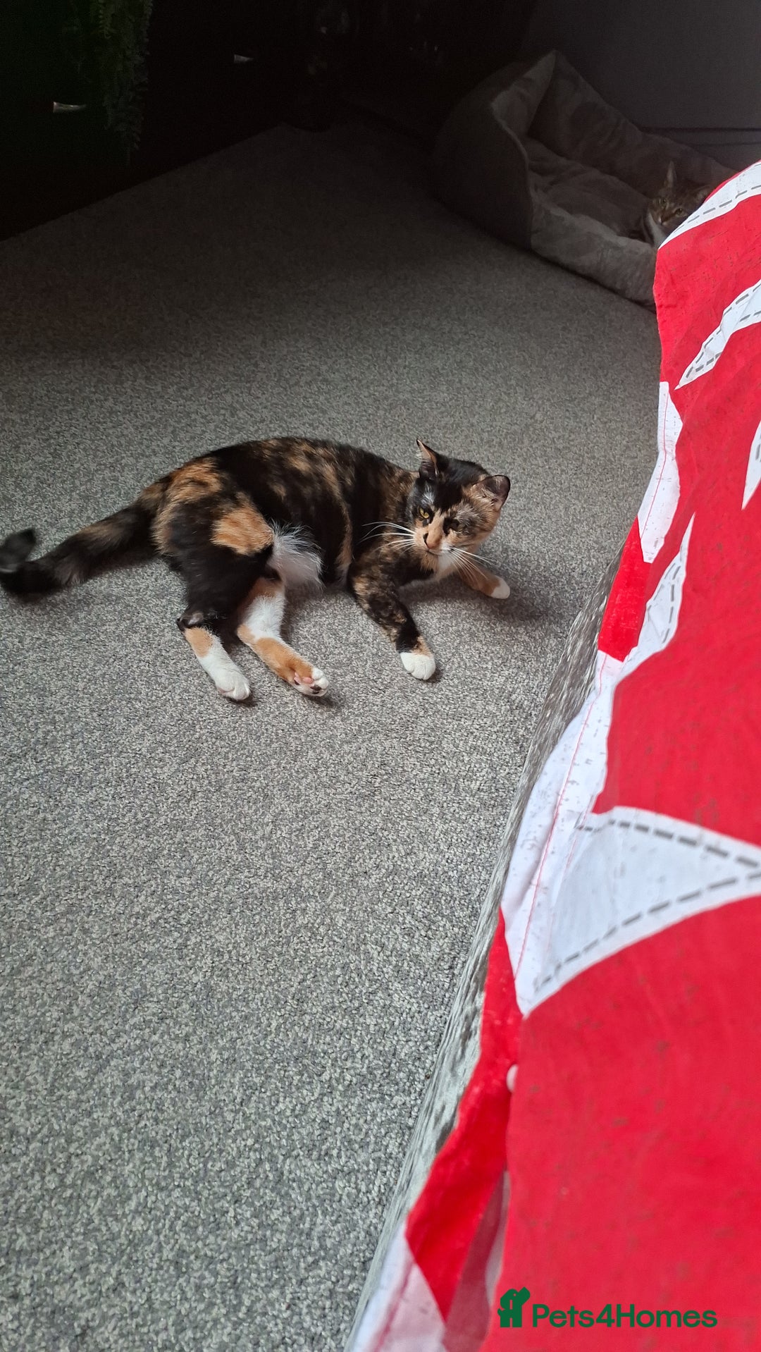 Domestic Shorthair cats for sale: Male and female - Advert 6