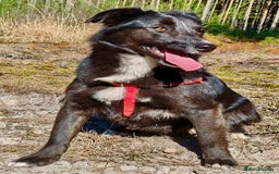 Border Collie dogs for adoption: Matilda’s Story: Found Hours Before Death - Image 1