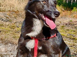 Border Collie dogs - Advert 4