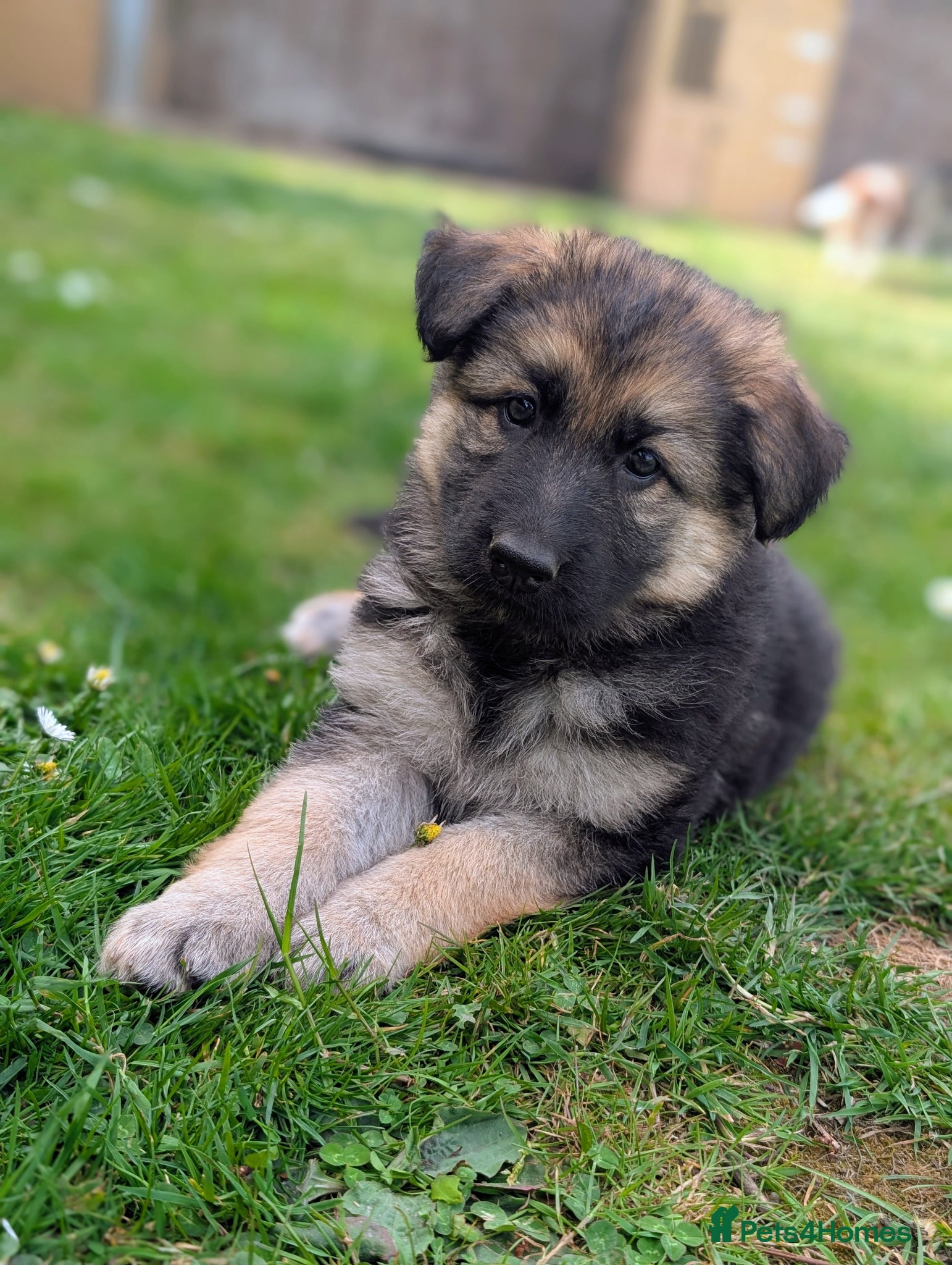 German Shepherd dogs KC Registered German Shepherd Puppies 🐾  - Advert 6