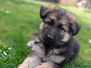 German Shepherd dogs KC Registered German Shepherd Puppies 🐾 - Advert 6