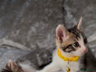 British Shorthair cats - Advert 14