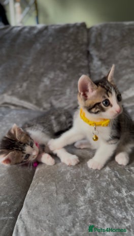 British Shorthair cats - Advert 4