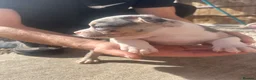 American Bully dogs for sale: American pocket bully’s  - Advert 23