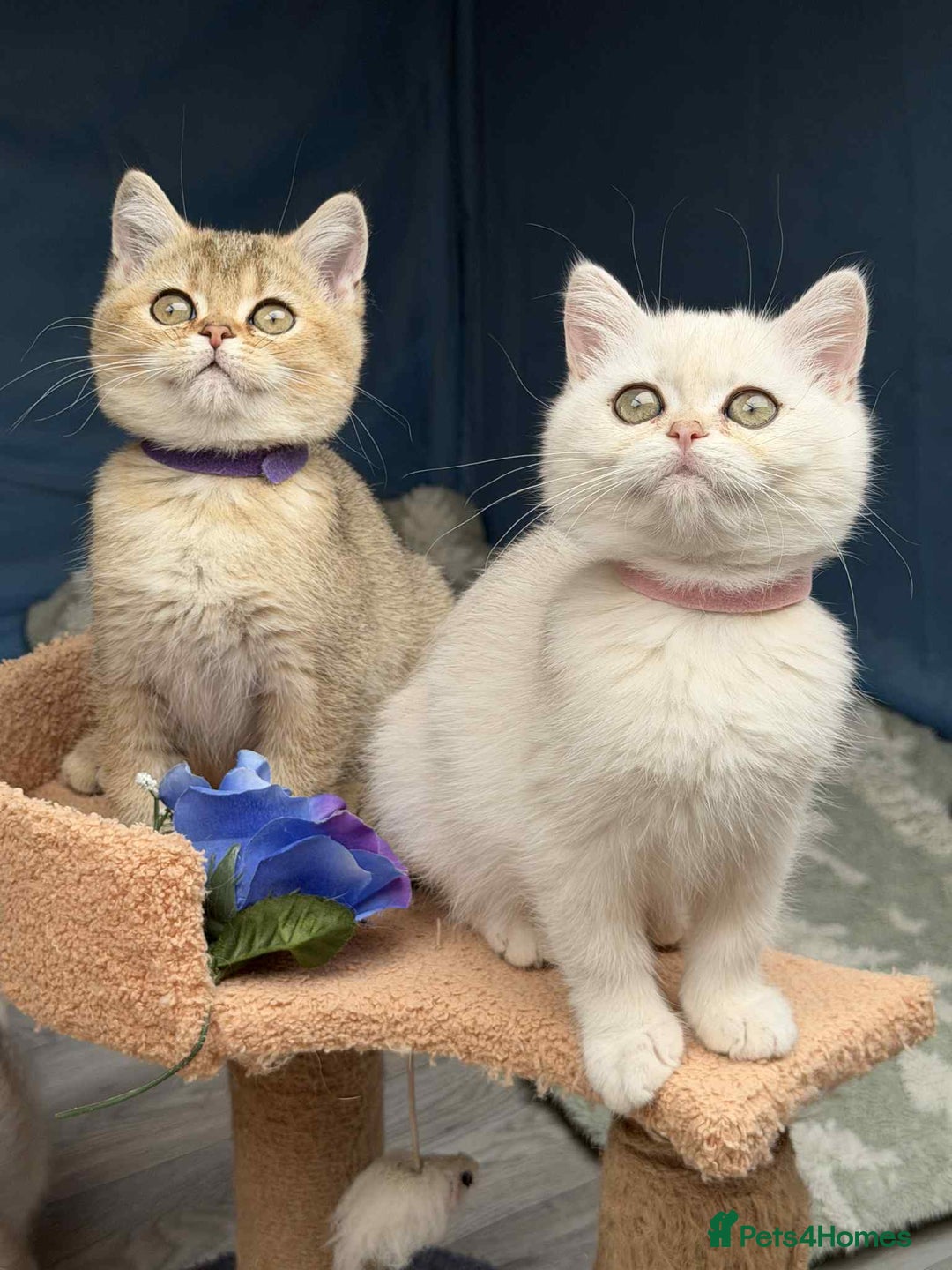 British Shorthair cats for sale: Stunning BSH golden/silver Kittens TICA - Image 1