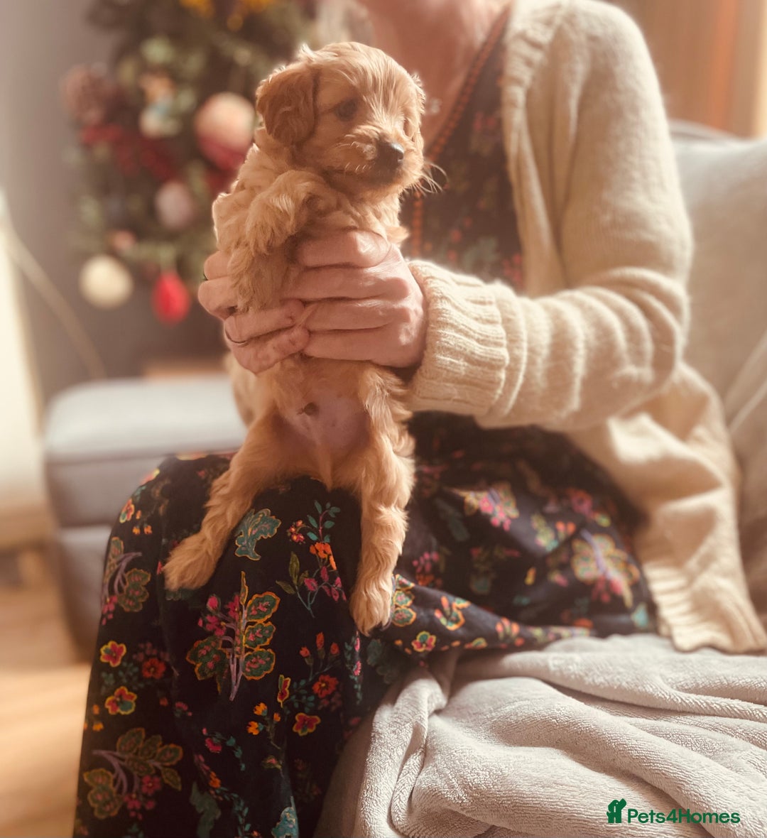 Cavapoo dogs for sale: F2 toy Cavapoo - Advert 13