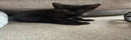 Mixed Breed cats for sale: Main coon cross kitten - Advert 5