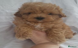 Maltipoo dogs for sale: Maltipoo puppies 5🌟licence breeder  - Image 8