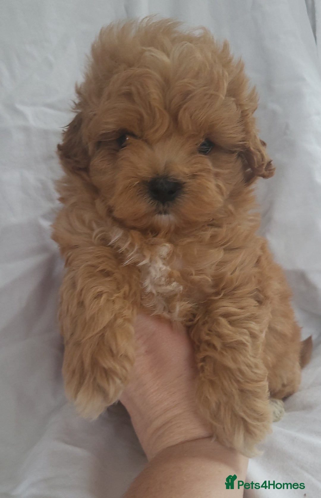 Maltipoo dogs for sale: Maltipoo puppies 5🌟licence breeder  - Image 8