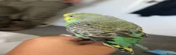 Budgerigars birds for sale: Male budgie  in Hailsham - Advert 2