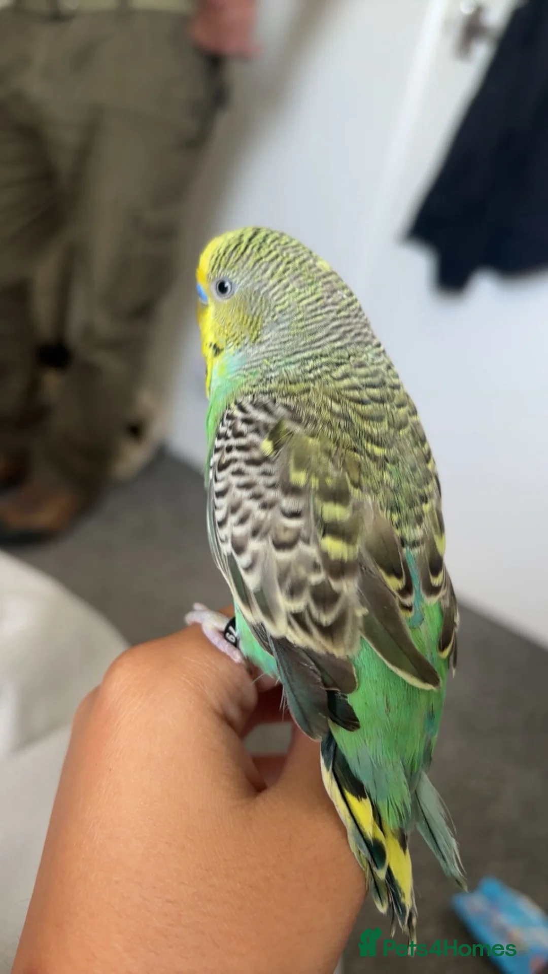 Budgerigars birds for sale: Male budgie  in Hailsham - Advert 2