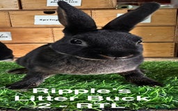 Rex rabbits for sale: Black and Tan Mini Rex  - Image 34