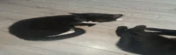 Mixed Breed cats for sale: Beautiful black and tuxedo kittens  - Advert 10