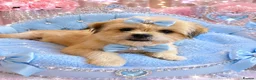 Shih Tzu dogs for sale: Two beautiful Shih Tzu for rehoming - Advert 2