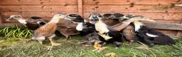 Ducks poultry for sale: Indian Runner Ducks  in Beaworthy - Advert 3