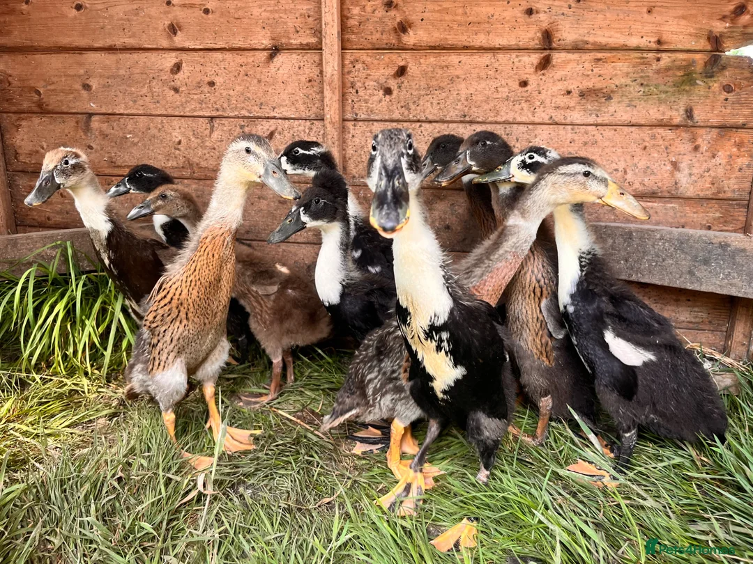Ducks poultry for sale: Indian Runner Ducks  in Beaworthy - Advert 3