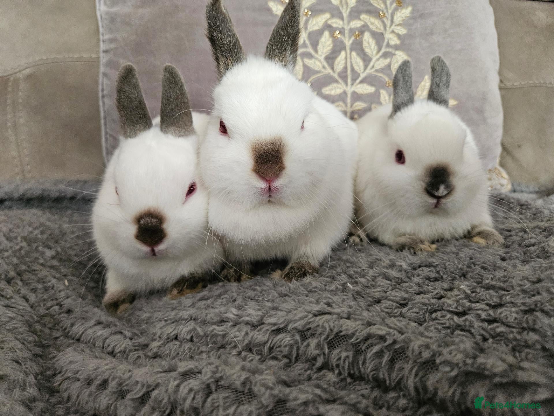 Netherland Dwarf rabbits Pointed white Himalayan netherland dwarfs  - Advert 2
