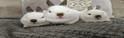 Netherland Dwarf rabbits for sale: Pointed white Himalayan netherland dwarfs  - Advert 1