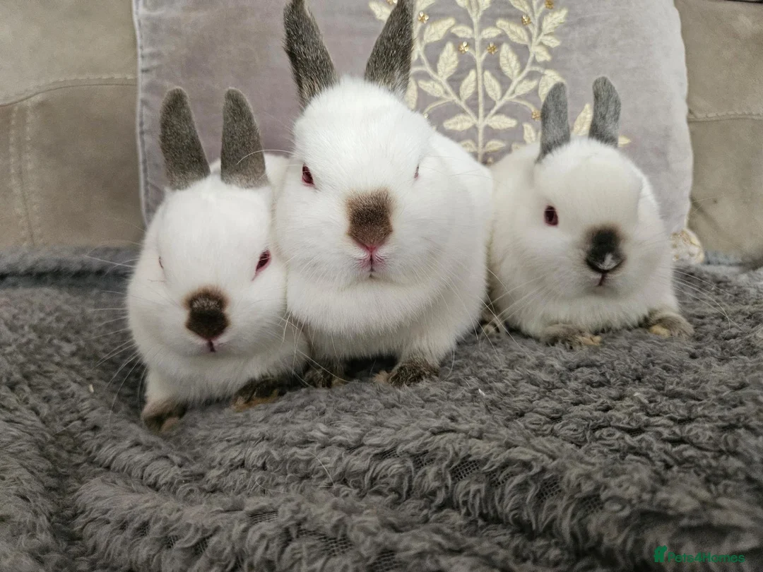 Netherland Dwarf rabbits for sale: Pointed white Himalayan netherland dwarfs  - Advert 1
