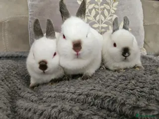 Netherland Dwarf rabbits Pointed white Himalayan netherland dwarfs - Advert 2