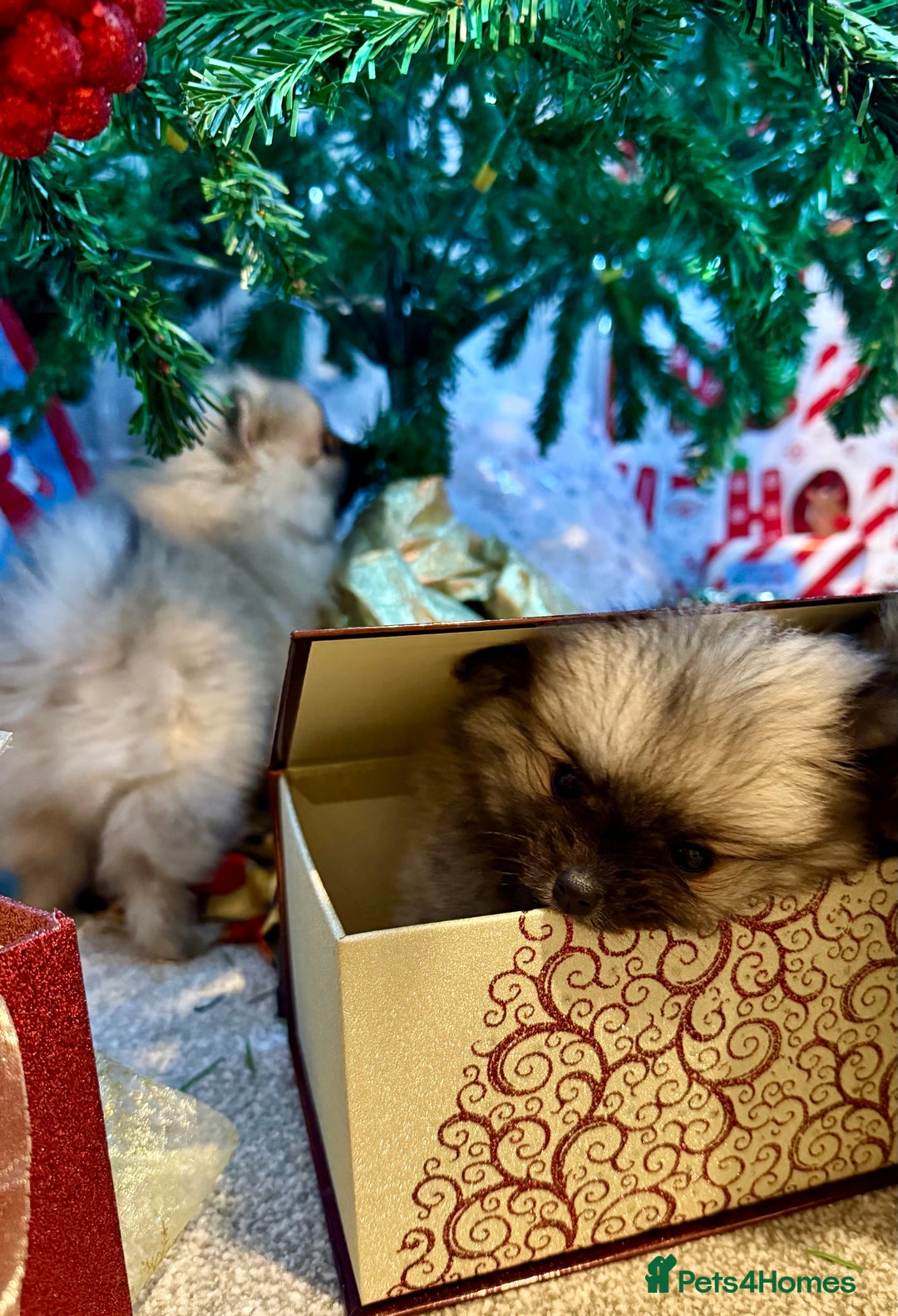 Pomeranian dogs for sale: Pomeranian puppies for sale - Advert 5