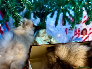 Pomeranian dogs Pomeranian puppies for sale - Advert 8