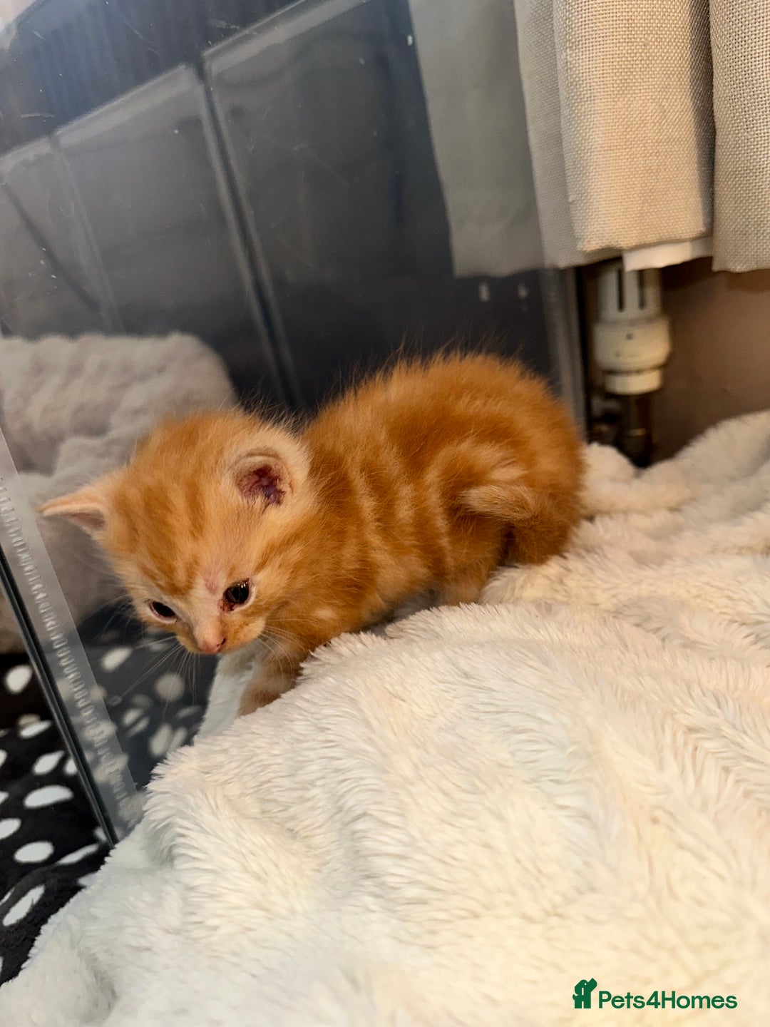 Maine Coon cats for sale: 5 MAINE COON X BABIES FOR SALE  - Advert 20