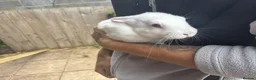 Rex rabbits for sale: Beautiful albino Rex  - Advert 19