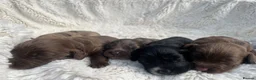 Cocker Spaniel dogs for sale: 6 Beautiful Cocker Spaniel Pups  - Advert 9