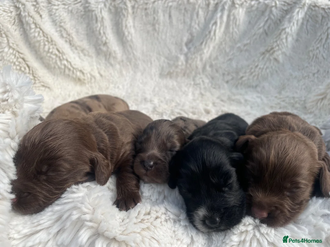 Cocker Spaniel dogs for sale: 6 Beautiful Cocker Spaniel Pups  - Advert 9