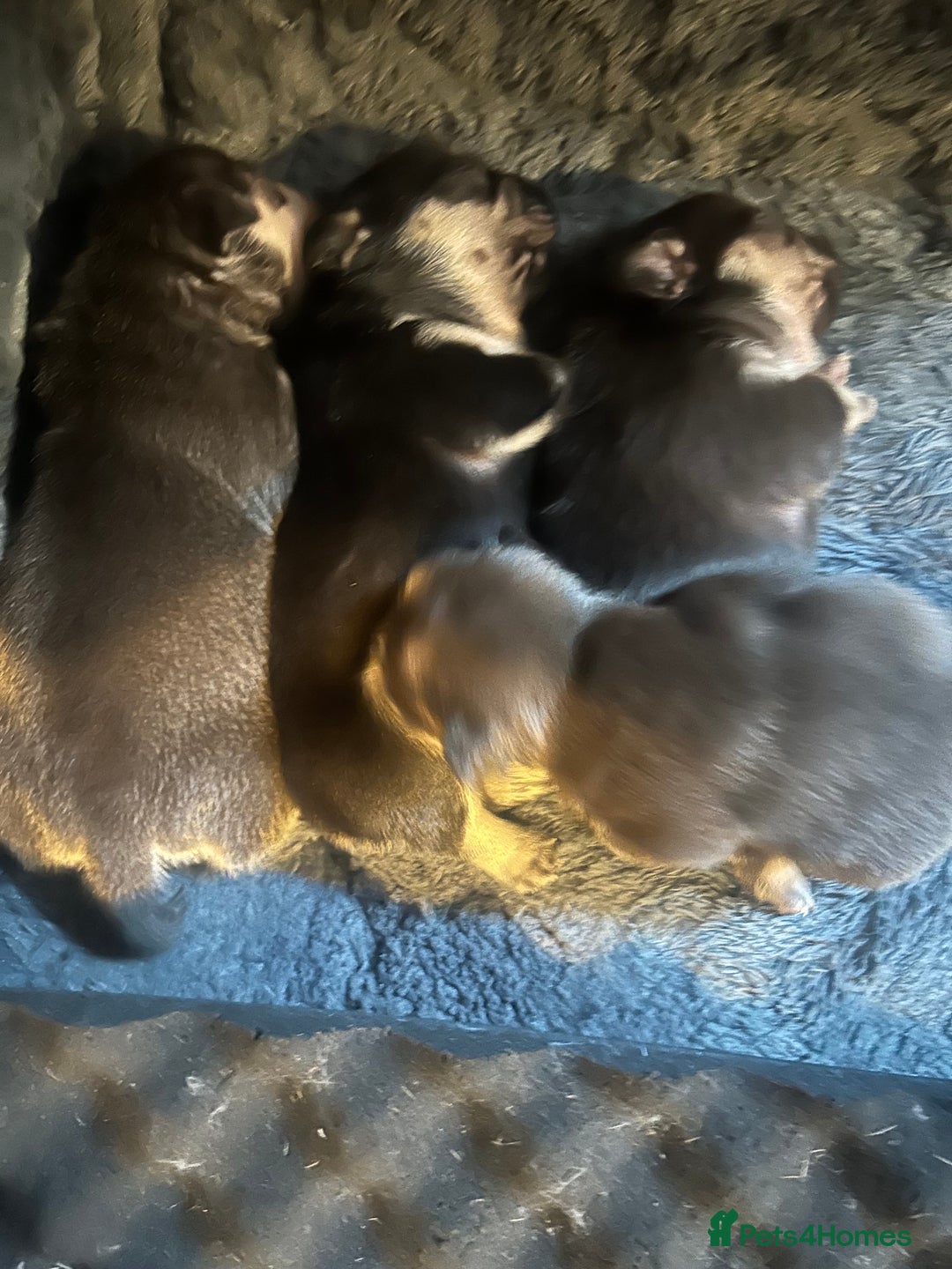 French Bulldog dogs for sale: French bulldog puppies  - Image 7