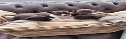 Chihuahua dogs for sale: Pure bred apple head chihuahuas , !! 💕 - Advert 20