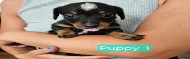 Jackshund 1