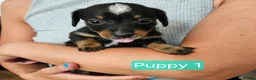 Jackshund dogs for sale: DachshundxJack Russell Puppies  in Martock - Advert 16
