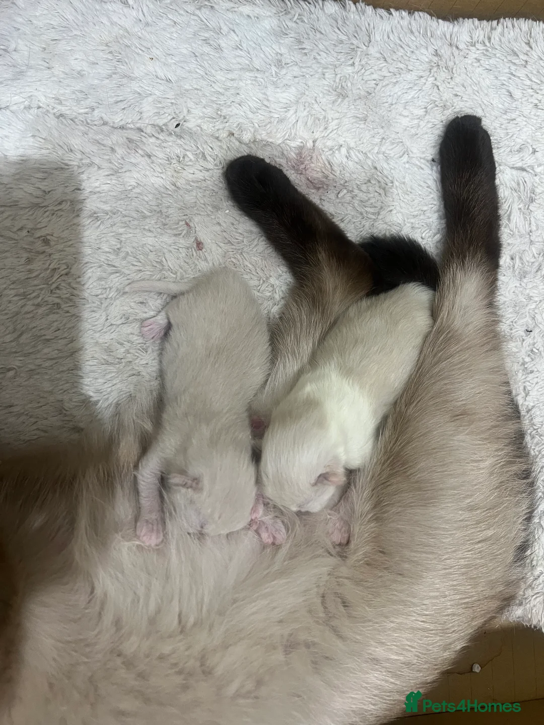 Ragdoll cats for sale: Ragdoll Female Kitten  - Advert 2