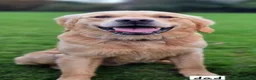 Golden Retriever dogs for sale: Beautiful kc registered golden retriever puppies  - Advert 24