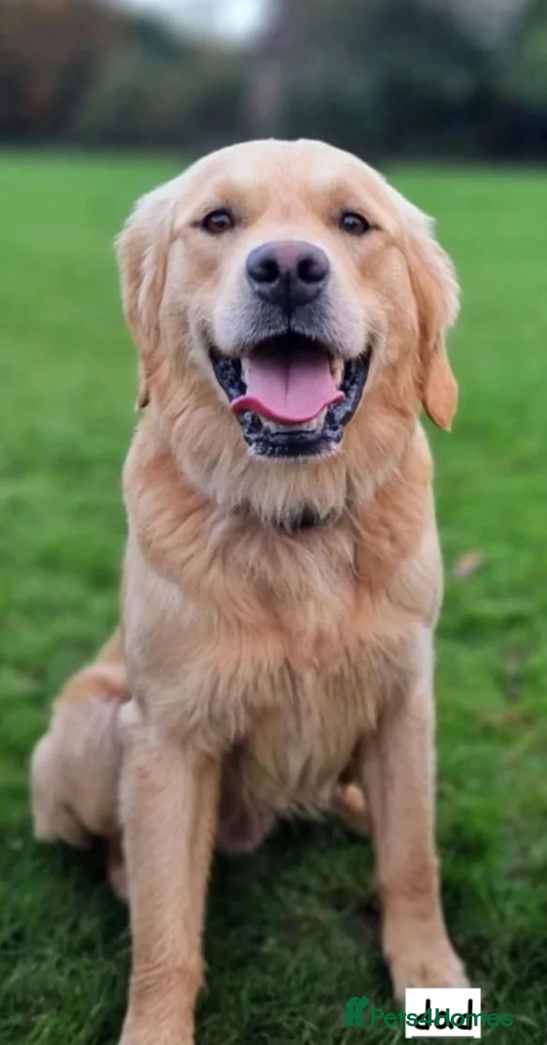 Golden Retriever dogs for sale: Beautiful kc registered golden retriever puppies  - Advert 24