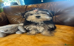 Morkie dogs for sale: Teacup Teddybear babies  - Image 2